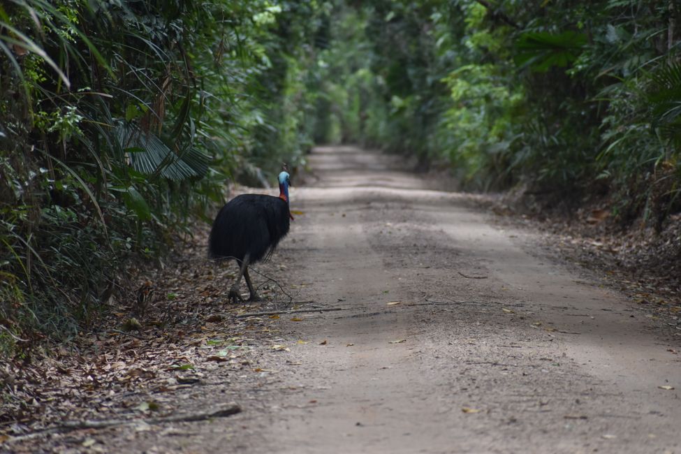 Mission Beach, the gorgeous Cassowary