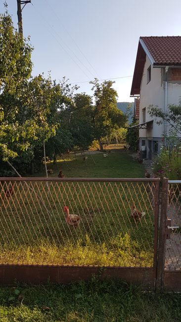 Hühner im Vorgarten