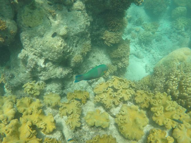 Great Barrier Reef 🐠🐡🐟