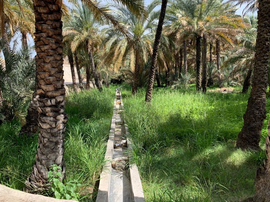 Of course, date palms