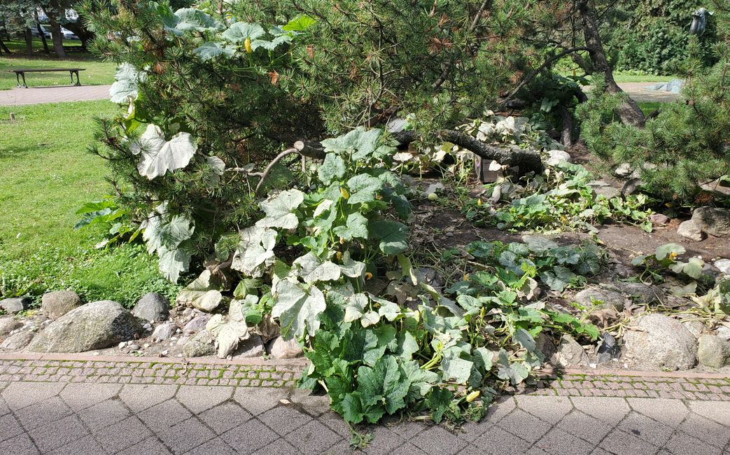 Pumpkin plant in the middle of Gdansk