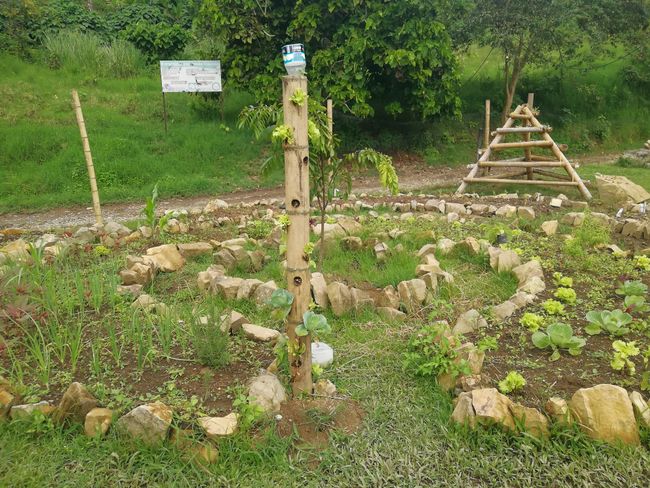 Vegetable garden with structures made of Guadua (the largest bamboo species in South America): The trunk is hollow inside, so it can be filled with soil and vegetables can be grown in it. We built the pyramid.