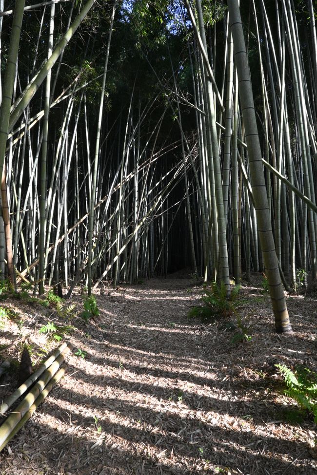 In the Bamboo Forest