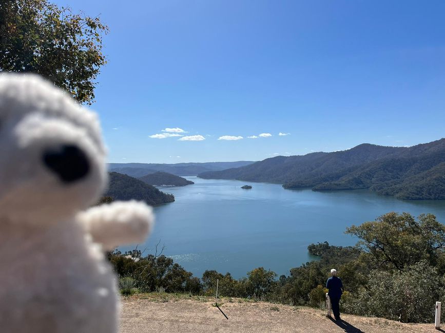 Travis trifft Koala-Bären in Australien