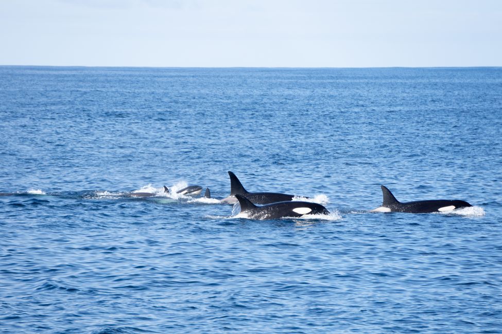 Orca-Familie