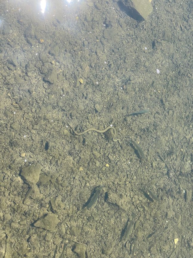 Wasserschlange und Fische im Dorfbach von Ston