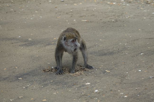 Day 232 and 233 in Bako National Park