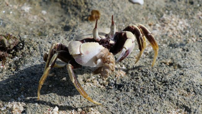Krabbe beim Fressen eines Einsiedlerkrebses