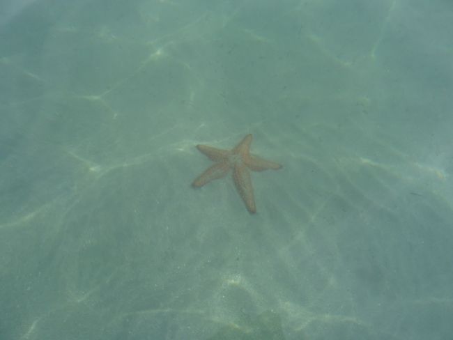 Starfish in Bocas