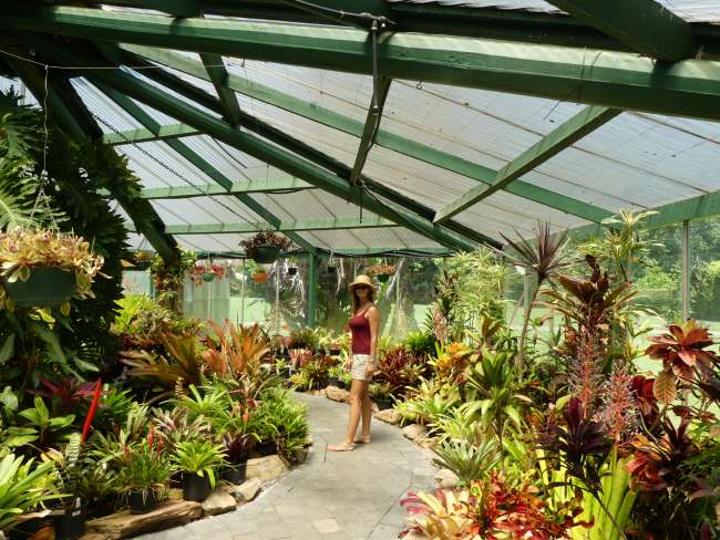 In the greenhouse with the many bromeliads