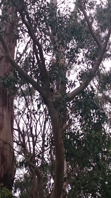 Koalas in the fork of the tree, probably sleeping.