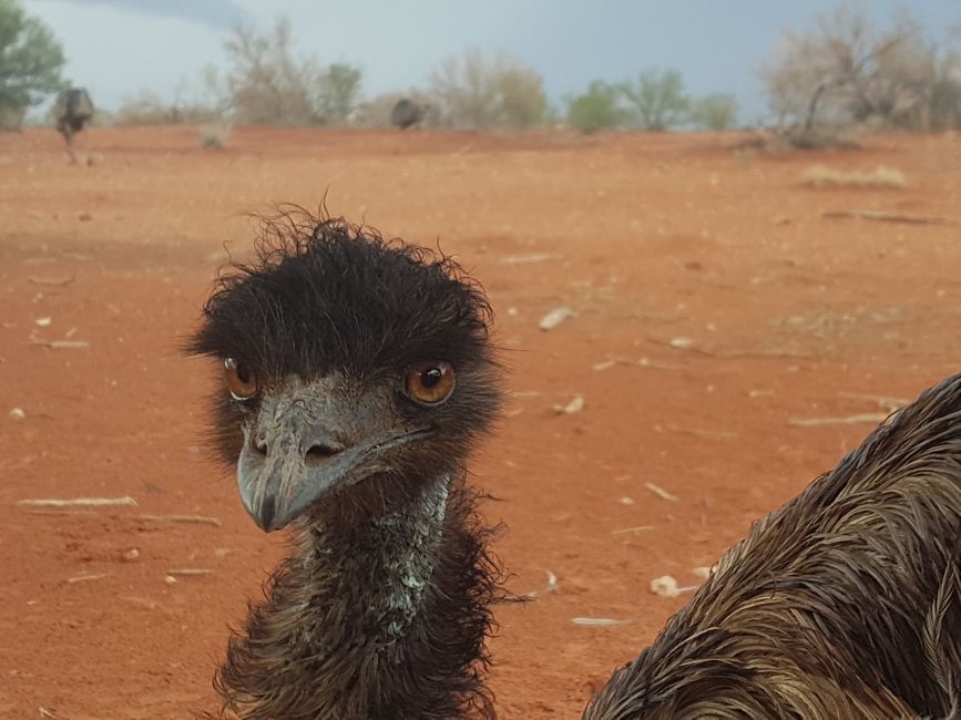 Emu beim Erldunda Roadhouse