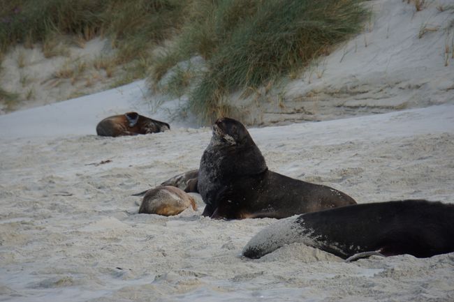 Dunedin and the Otago Peninsula