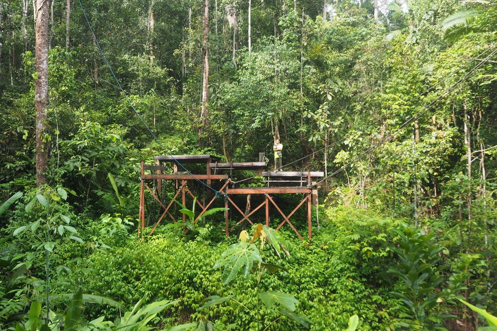 🇲🇾 The Semenggoh Wildlife 🦧 Center in Kuching/Sarawak/Borneo