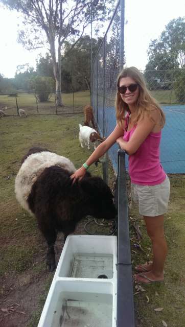 Petting zoo at the campsite