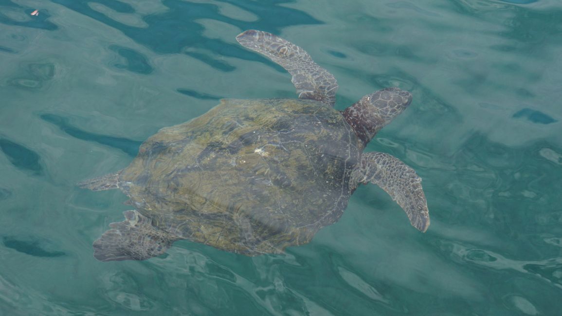 Large sea turtle