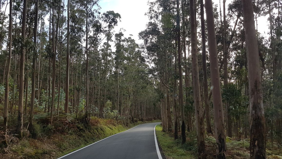 Driving through dense eucalyptus forests again and again