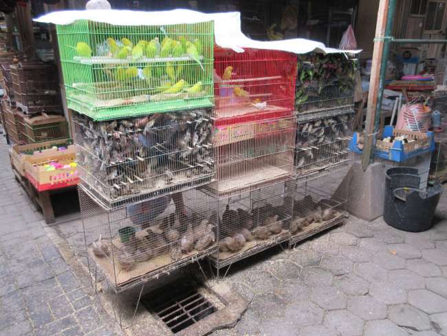 Bird Market Yogya