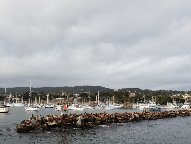 Whale Watching yn Monterey & 17-Mile-Drive