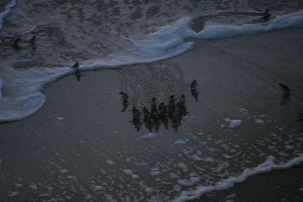 Penguin Landing at the Twelve Apostles