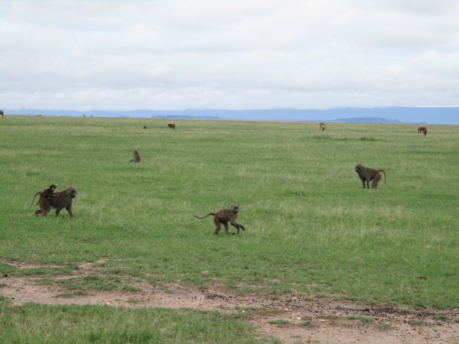 Maasai Mara