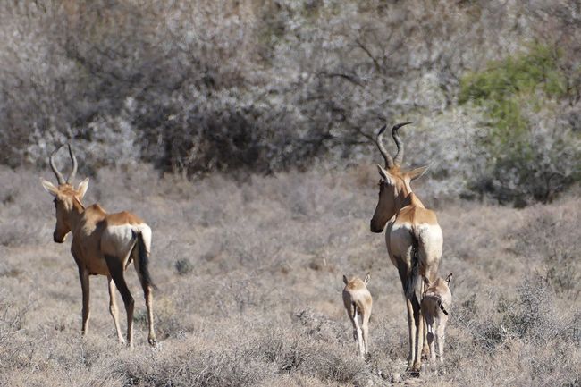 Karoo Nationalpark Familienausflug
