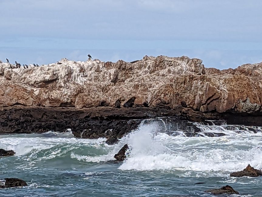 Hermanus / Cliff Path und die eigentliche "Walhauptstadt" Gansbaai