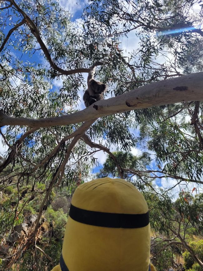 Stuart discovers another koala