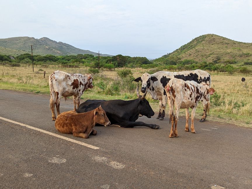 Hluhluwe-Imfolozi-Nationalparks