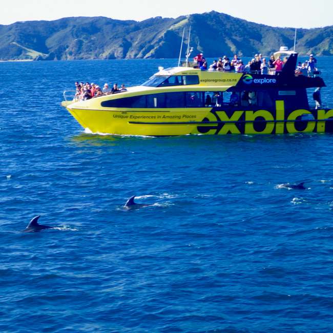 Dolphin tour - Bay of Islands