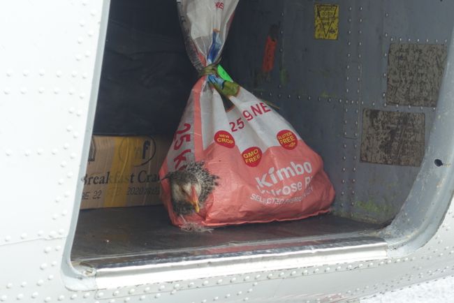 Das arme Huhn musste im aufgegebenen Gepäck mitfliegen...