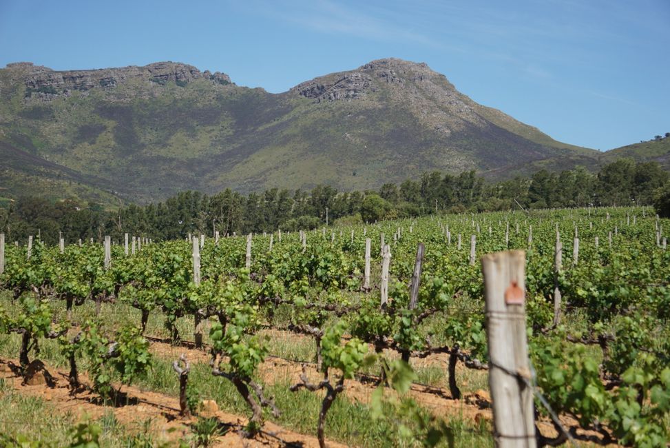 Stellenbosch 