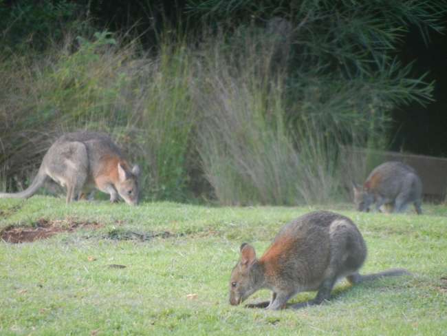 red-necked wallabies in Lamington National Park