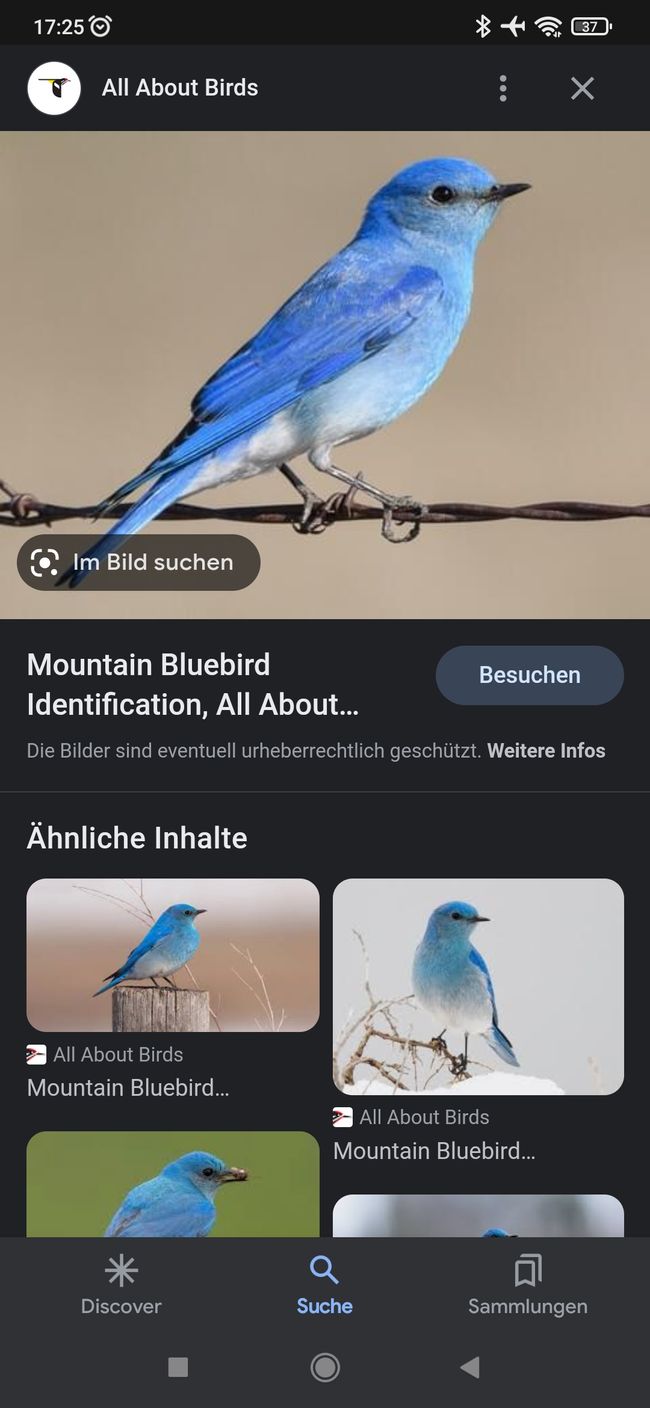 So sieht der blaue Vogel aus.