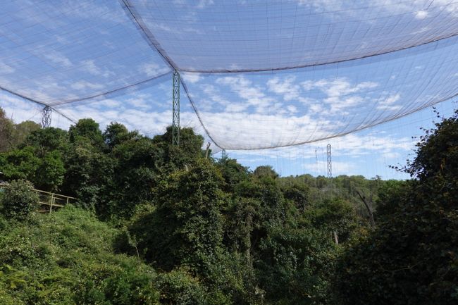 Ein grosses Netz über dem Wald von Birds of eden