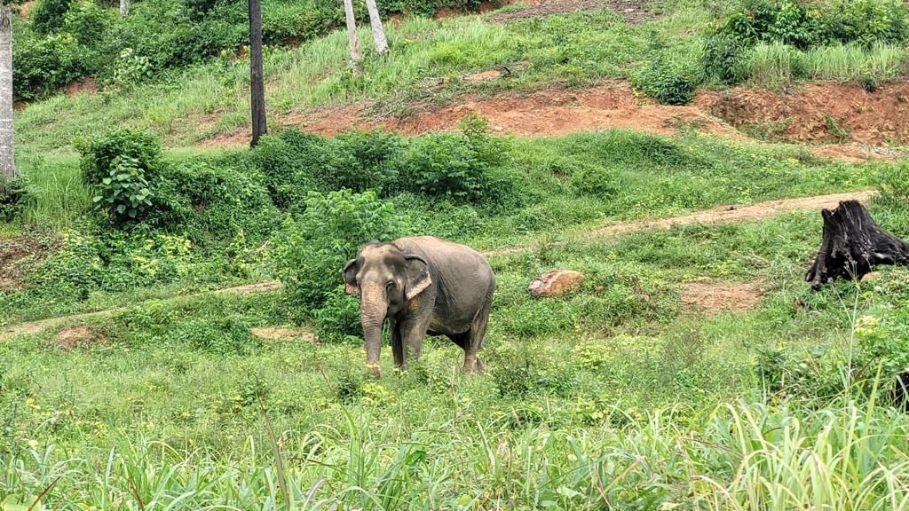 On the side of the road, an elephant