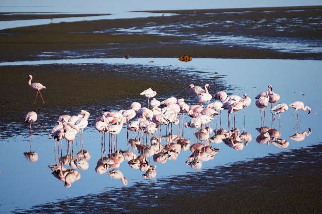 Schöne Flamingos