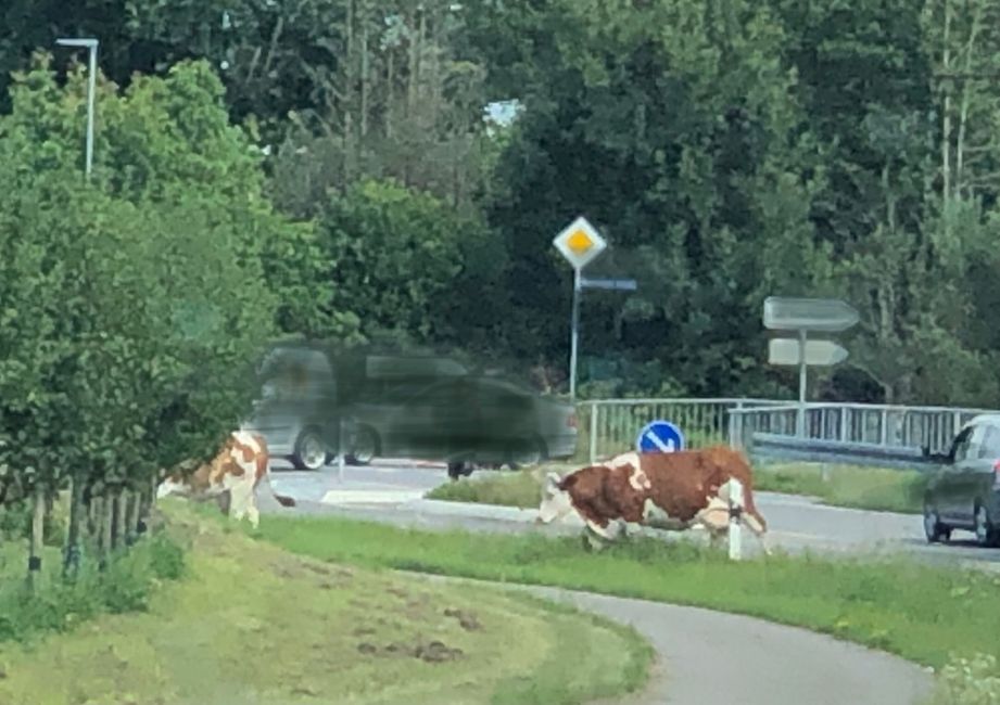 Cocoa cows on country road