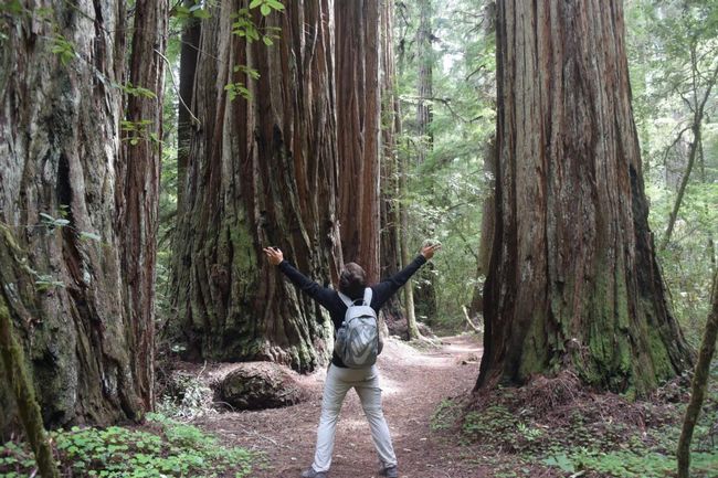 In Jedediah Smith Redwood State Park: A dream come true! Finally, we are at the Redwoods!