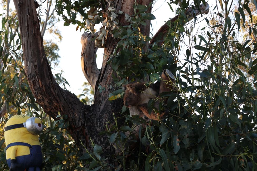 Koala at Flinders Chase campground