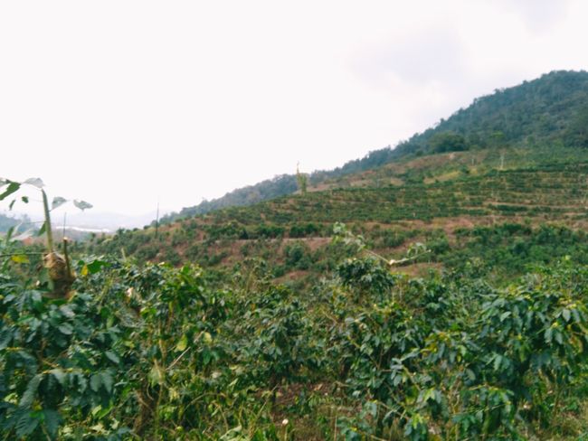 Endlose Kaffee- und Zuckerrohrfelder