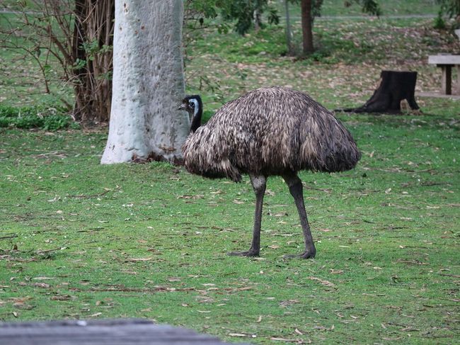 Ganz schön groß so ein Emu