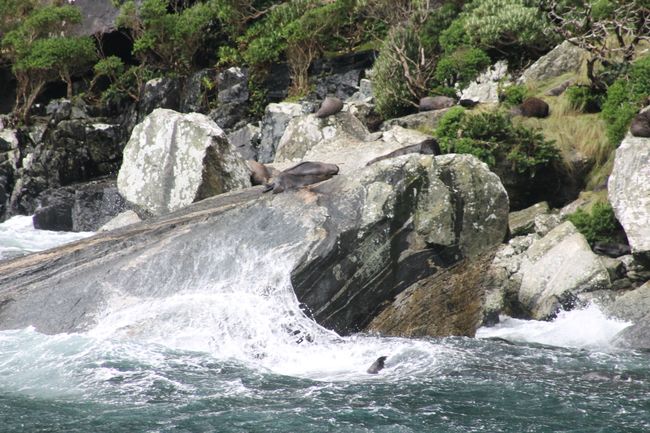 Robben entlang des Fiords.