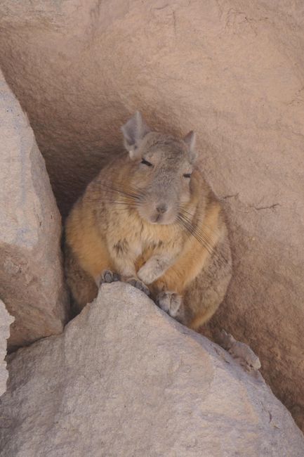 Viscacha sucht Schutz vor dem Wind