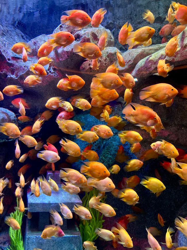 Colorful fish 2