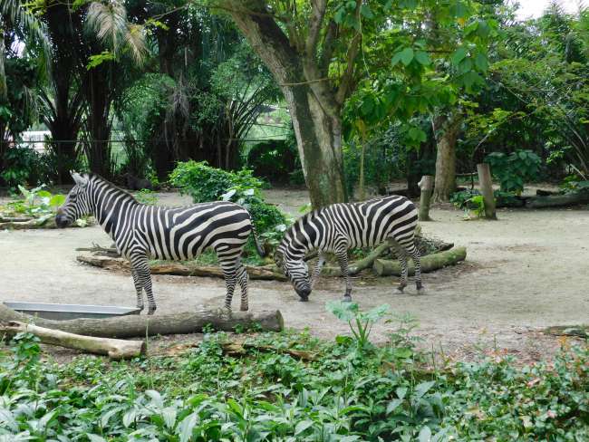 Among the zebras