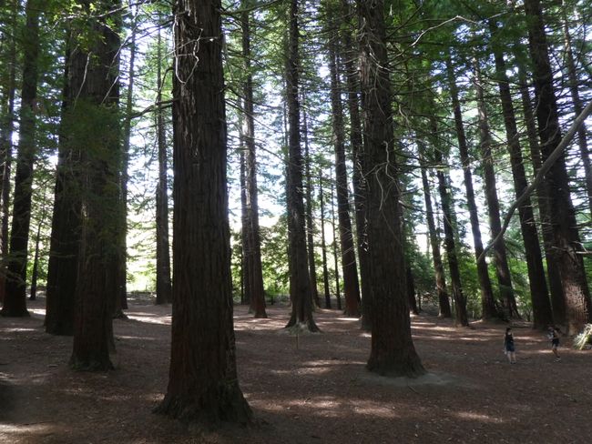 Redwood Forrest