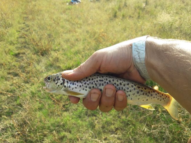 small but nice, my first trout