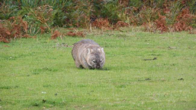 Wombat Wombat Wombat