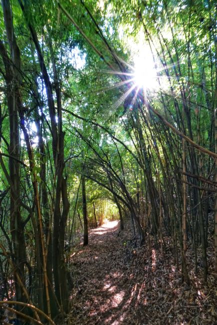 Bambuswälder